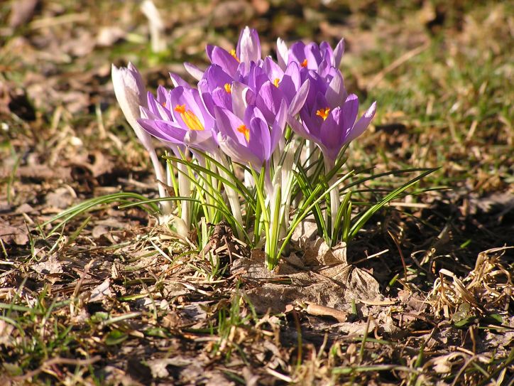 Spring Morning Flowers