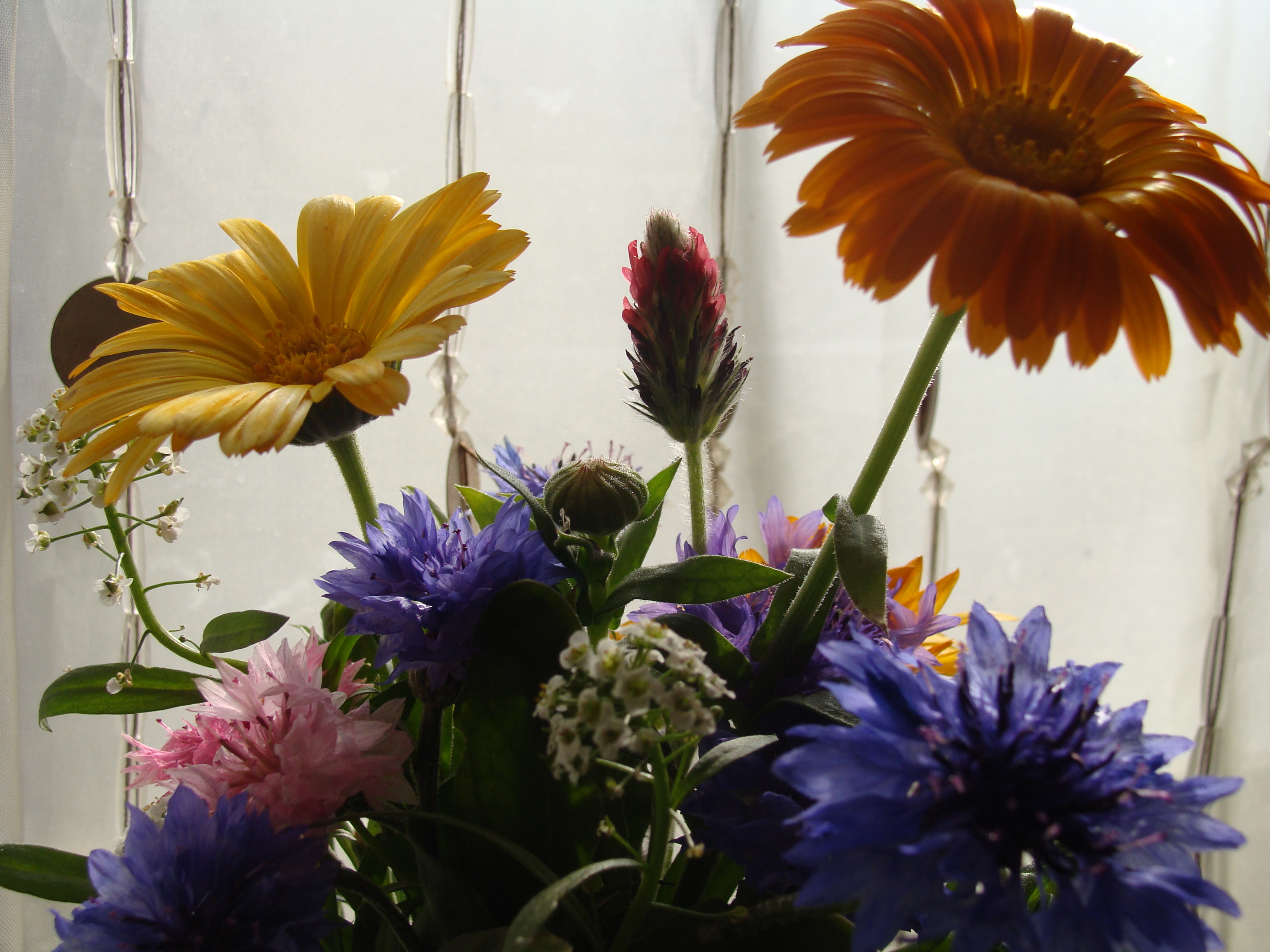 Last Blooms from 2015 ~photo